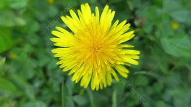 Flowers with vibrant colors