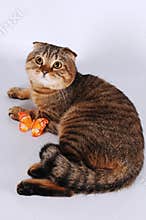 Scottish fold cat lying with butterfly