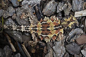 Australia, Zoology, reptile
