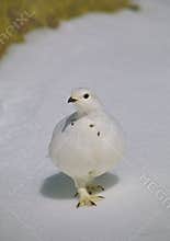 Ptarmigan in Winter Plummage