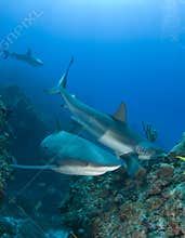 Multiple Reef Sharks On Reef