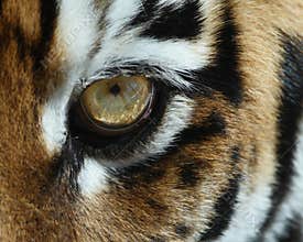 Tiger eye