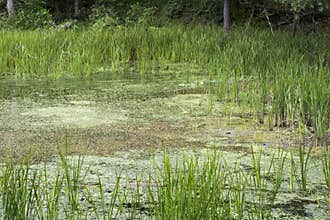 Shallow end of lake with reeds