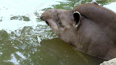 Close-up, the tapir bathes in water, in a pond. on a hot summer day,