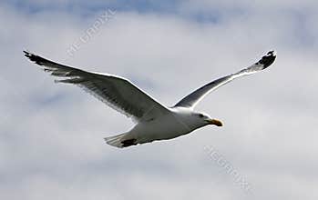 A Seagull