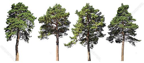 Pine, spruce, fir. Coniferous forest. Set of isolated trees on white background