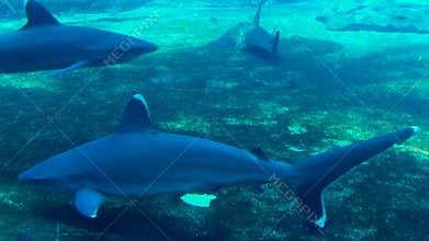 Oceanic white tip sharks in aquarium
