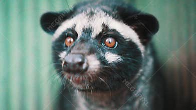 Asian palm civet kept in cage