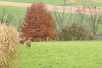 Autumn Whitetails