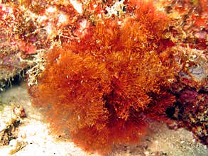 Red Algae