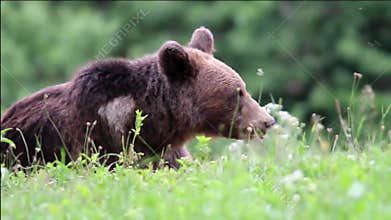 Eurasian brown bear
