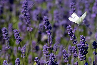 White butterfly flutters around the flower heads on a flower farm in the Cotswolds, Snowshill UK