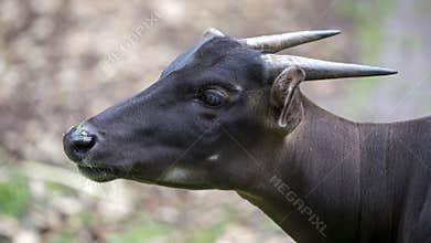 Anoa
