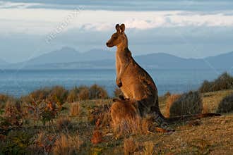 Macropus giganteus - Eastern Grey Kangaroo in Tasmania in Australia, Maria Island, Tasmania, standing on the meadow in the evening