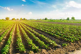 Young eggplants grow in the field. vegetable rows. Agriculture, farming. farmlands. Landscape with agricultural land