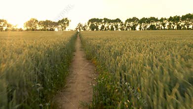 4K stabilized POV video clip of runner running on path through field of barley or wheat crops at sunset