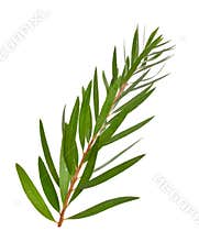 Melaleuca tea tree twig. Isolated on white background