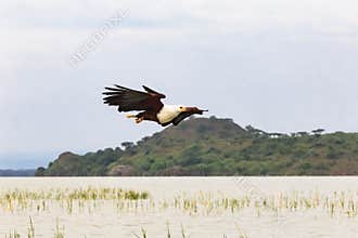 Eagle bird. Fish hunter. Eagle from Lake Baringo. Kenya, Africa