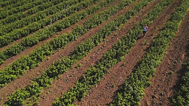 Inspector walking among the strawberry bushes at the field, aerial view