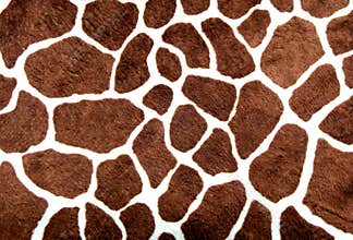 Giraffe spots