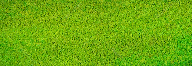 Green carpet texture background