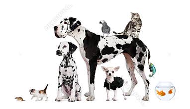 Group of pets in front of white background