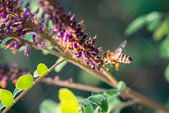 Bee collecting honey on the flowers of an ordinary indigo tree