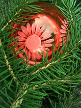 Tree fur-tree coniferous