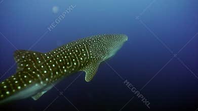 Whale shark underwater lagoon of ocean Galapagos.