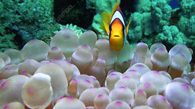 Beautiful anemone on a tropical coral reef Red Sea