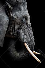 African Elephant Portrait