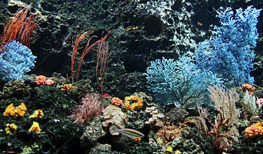 Coral reef