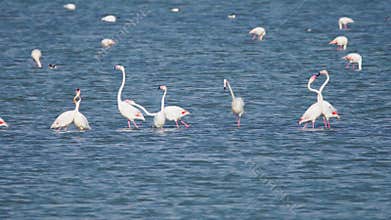 Group of beautiful flamingo birds with reflections, walking at the Salt lake of Larnaca in Cyprus.