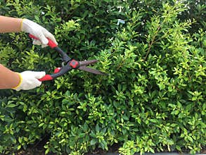 Gardeners trim trees and grass for neatness.
