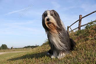 Bearded Collie