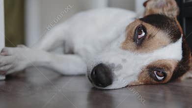 Dog breeds Jack Russell Terrier lays on the floor and falls asleep. Close up.