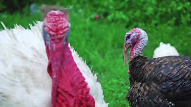 White and black turkeys at the bird`s yard. Live beautiful turkey. Turkey for the holiday