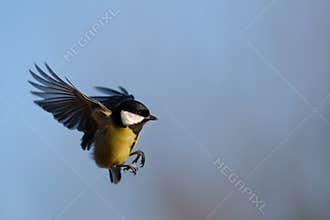 Great Tit in flight
