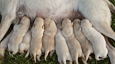 Eight newborn labrador retriever puppies sucking