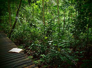 Note Book on rainforest trail