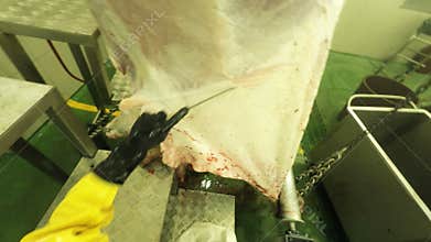 Head Mounted Action Camera First Person View Of A Butcher Skinning A Cattle