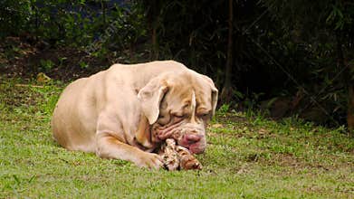 Neapolitan Mastiff Pet Dog With A Raw Bone