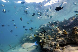 Coral-Reef in shallow water with fishes around