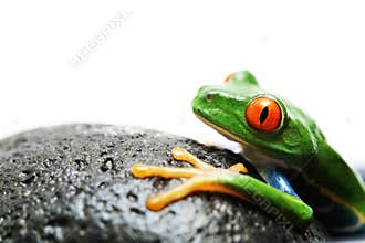Frog on rock