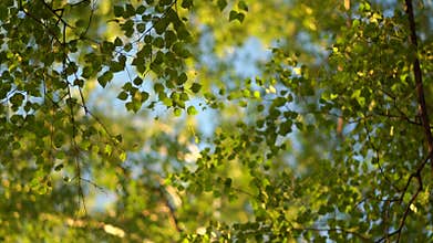 Crowns of trees