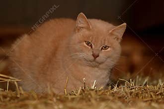 Barn Cat