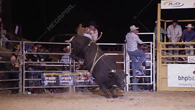 Black bull jumping with a bull rider