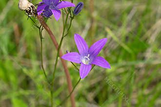 Bell flowers /