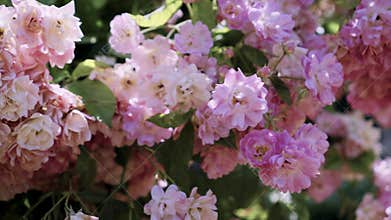 Flowering bushes in the rose garden, Botanical garden near greenhouse