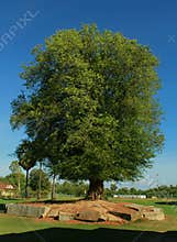 An aged very old tamarind tree.